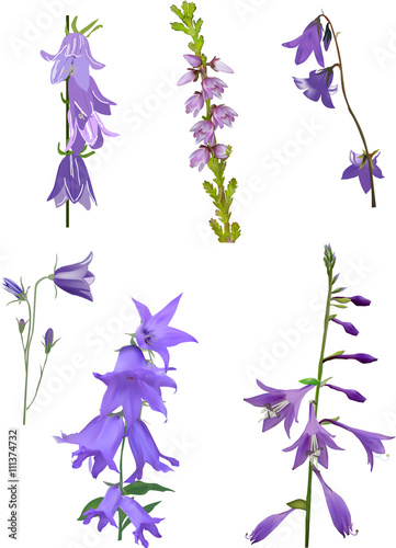 six lilac flowers isolated on white