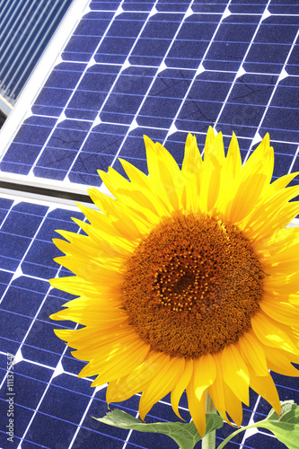 Solar cells and sunflower
