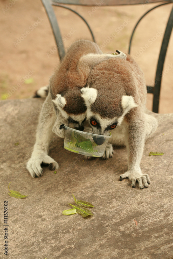 Mother and baby lemur eating food together
