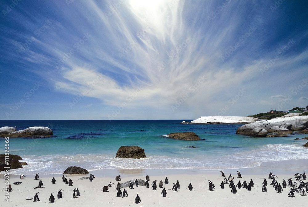 Naklejka premium Pingwiny na plaży Boulder