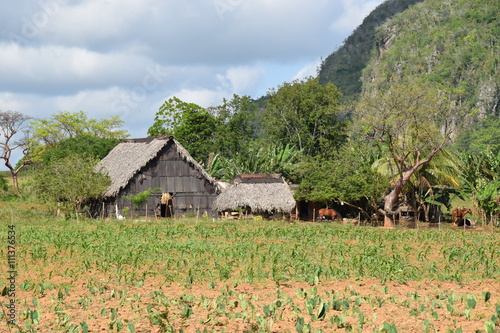 Kubanischer Bauernhof