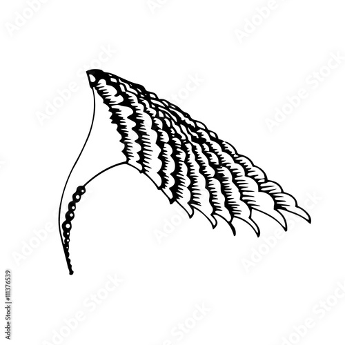 hand drawn wing with decorate graphic elements Vector Illustratition