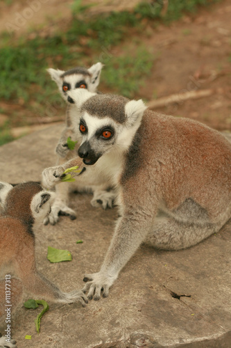 Mother and baby lemur eating food together