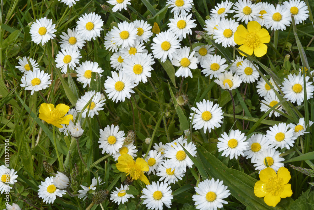 Close up of white daisies and yellow buttercups in grass with field flowers
Close up of white daisies and yellow buttercups in grass with field flowers