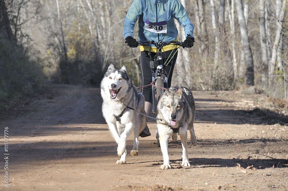 Two dogs and their musher taking part in a popular canicross with a diggler mountain scooter Two dogs and their musher taking part in a popular canicross with a diggler mountain scooter