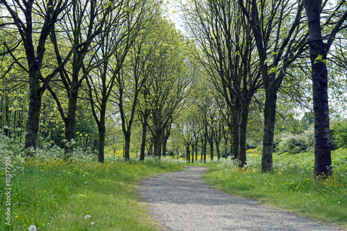 walkway footpath in the parc with trees and fieldflowers as buttercups, dasies,whistling herb,and fern in the spring 