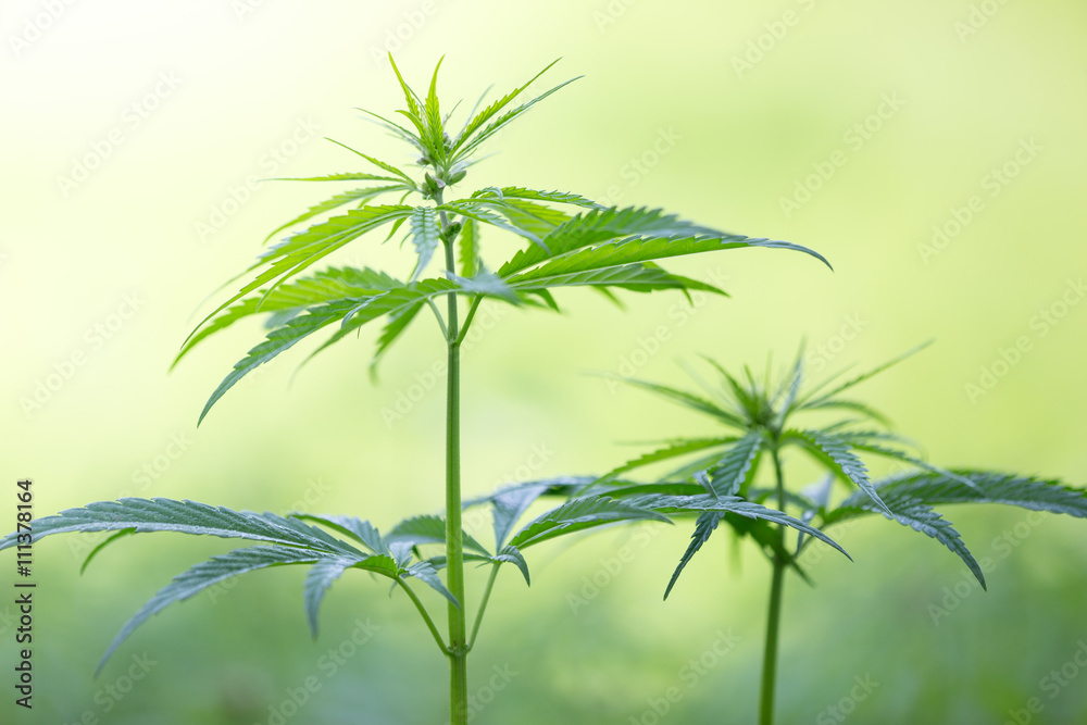 Young cannabis plants, marijuana.