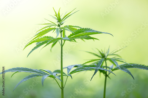 Young cannabis plants  marijuana.