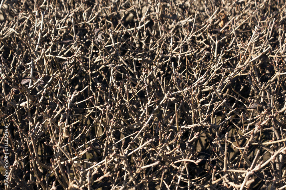 Dry bush texture. Dry bush texture.