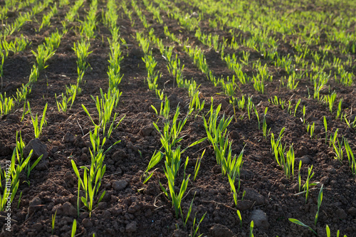 young wheat