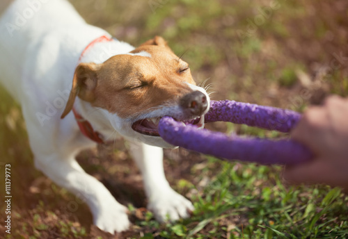 Fotografi Jack Russell terrier dog playing with puller toy