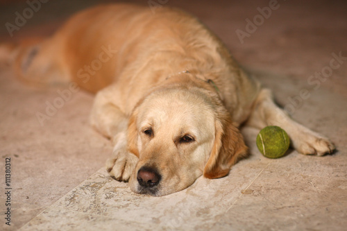 Fototapeta Naklejka Na Ścianę i Meble -  Labrador lies on a rug