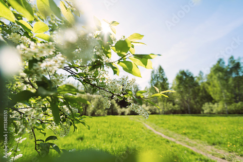Fototapeta Naklejka Na Ścianę i Meble -  Bird cherry tree Finland Nature Forrest