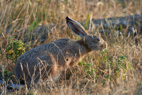 Hare eating grass in the morning sun