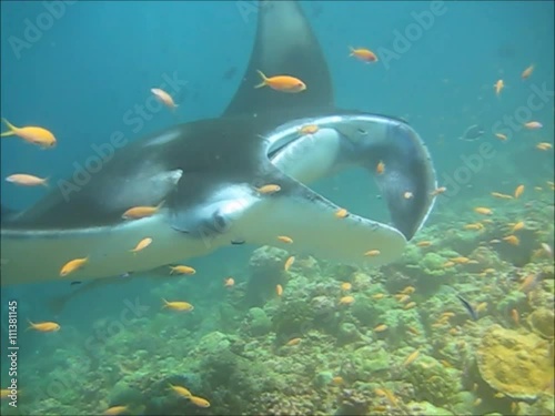 Mantarochen photo