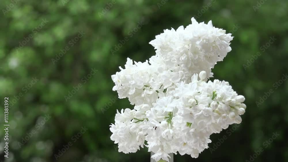 white lilac rotate in the nature white lilac rotate in the nature