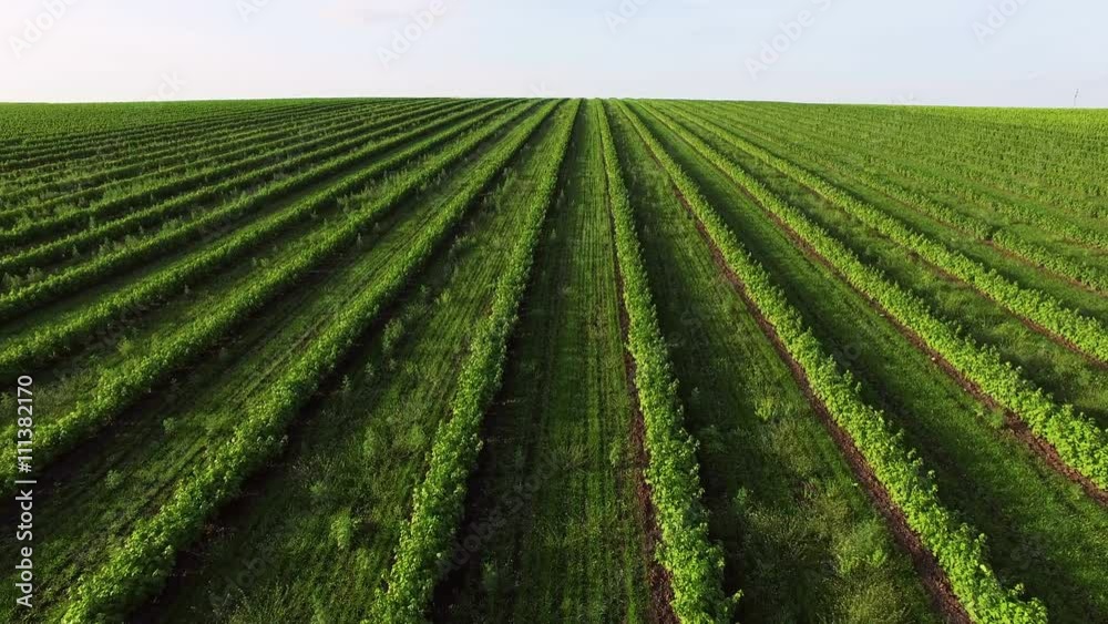 Aerial view of currant plantation, green field on a spring day 4K