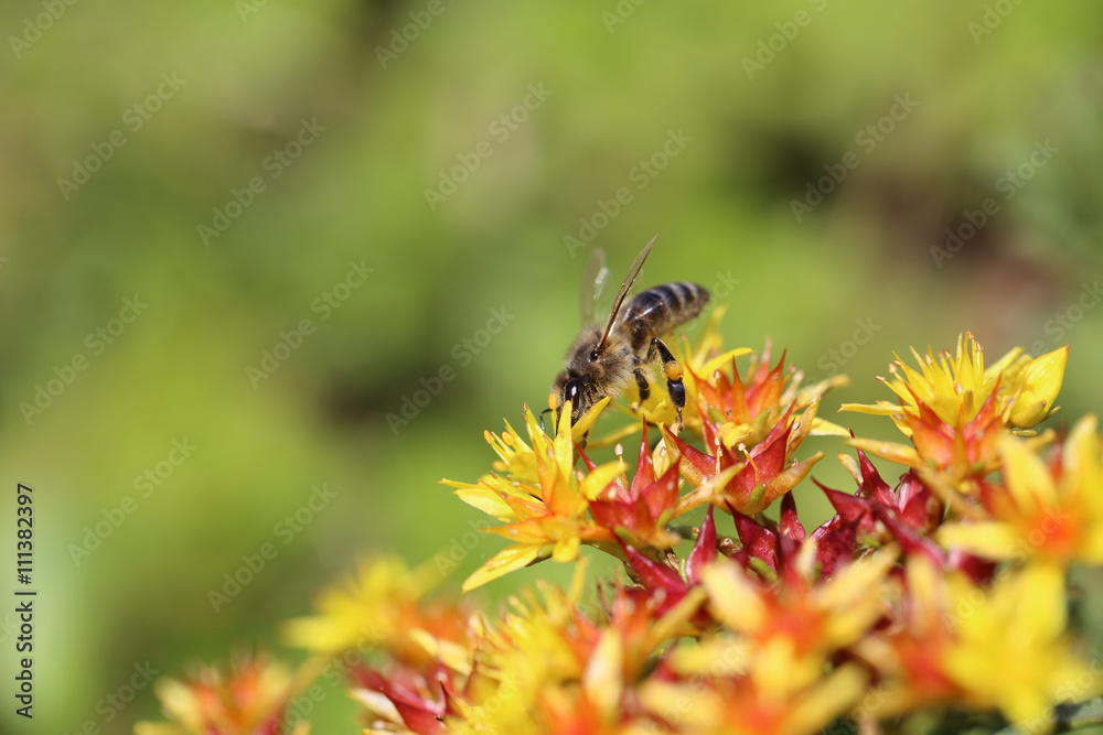 Bee with a load of nectar on the foot Bee with a load of nectar on the foot