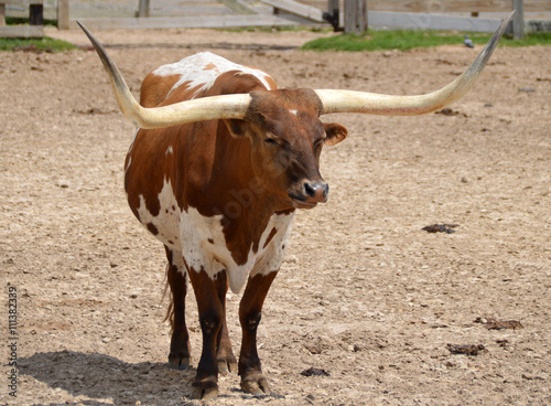 Texas Longhorn Cattle photo