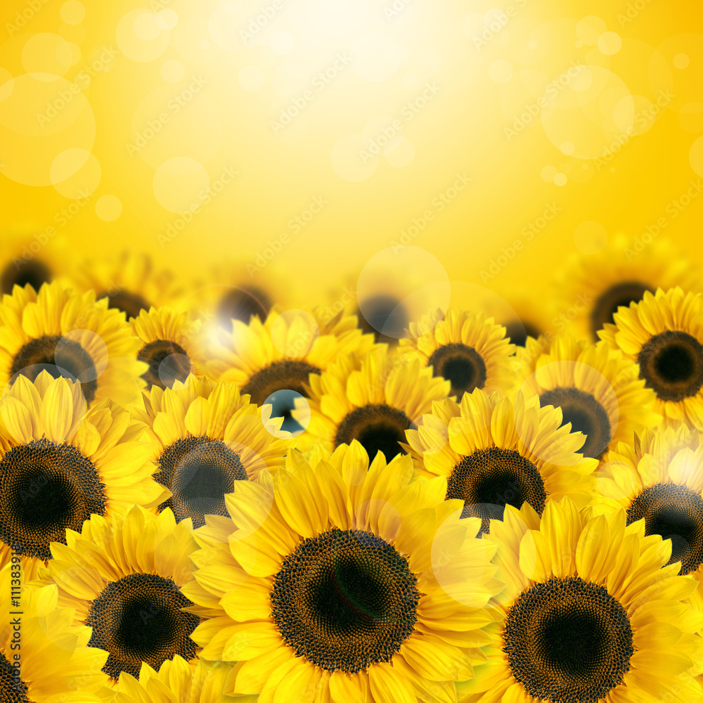 Fototapeta premium たくさんの向日葵 