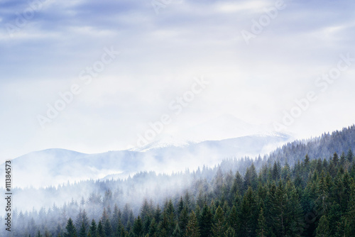 Misty pine forest © r3v1a