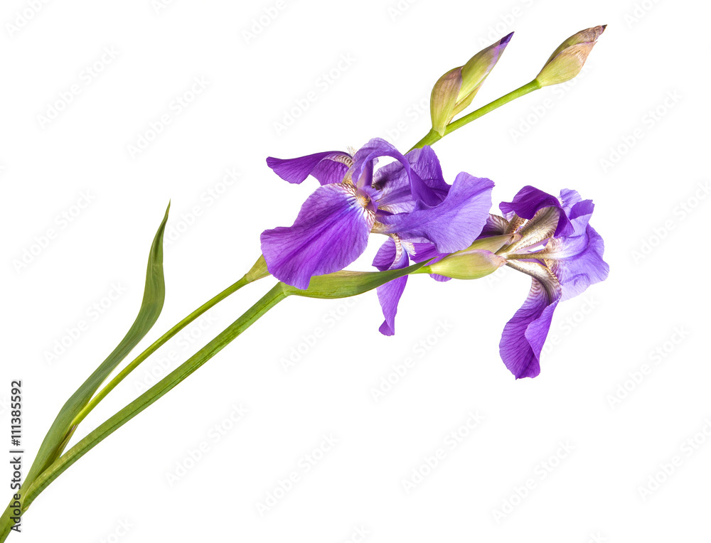 purple iris flower. isolation is not a white background purple iris flower. isolation is not a white background