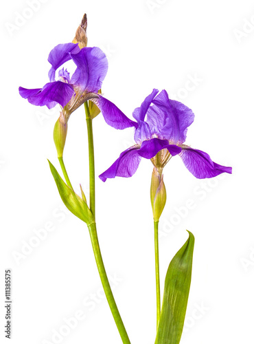 Fototapeta Naklejka Na Ścianę i Meble -  purple iris flower. isolation is not a white background