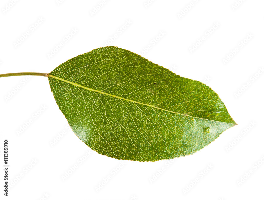 Obraz premium pear tree leaf isolated on white background