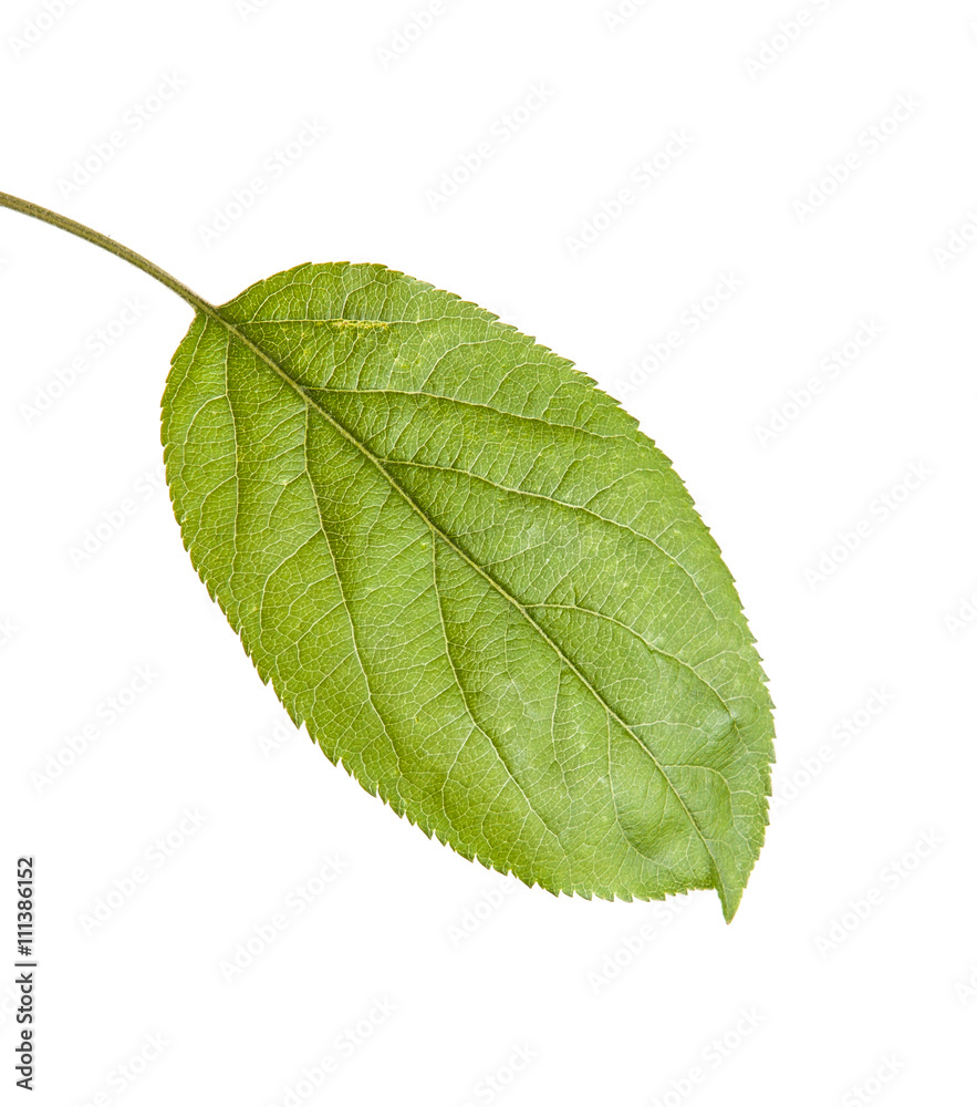 Fototapeta premium one apple leaf isolated on white background