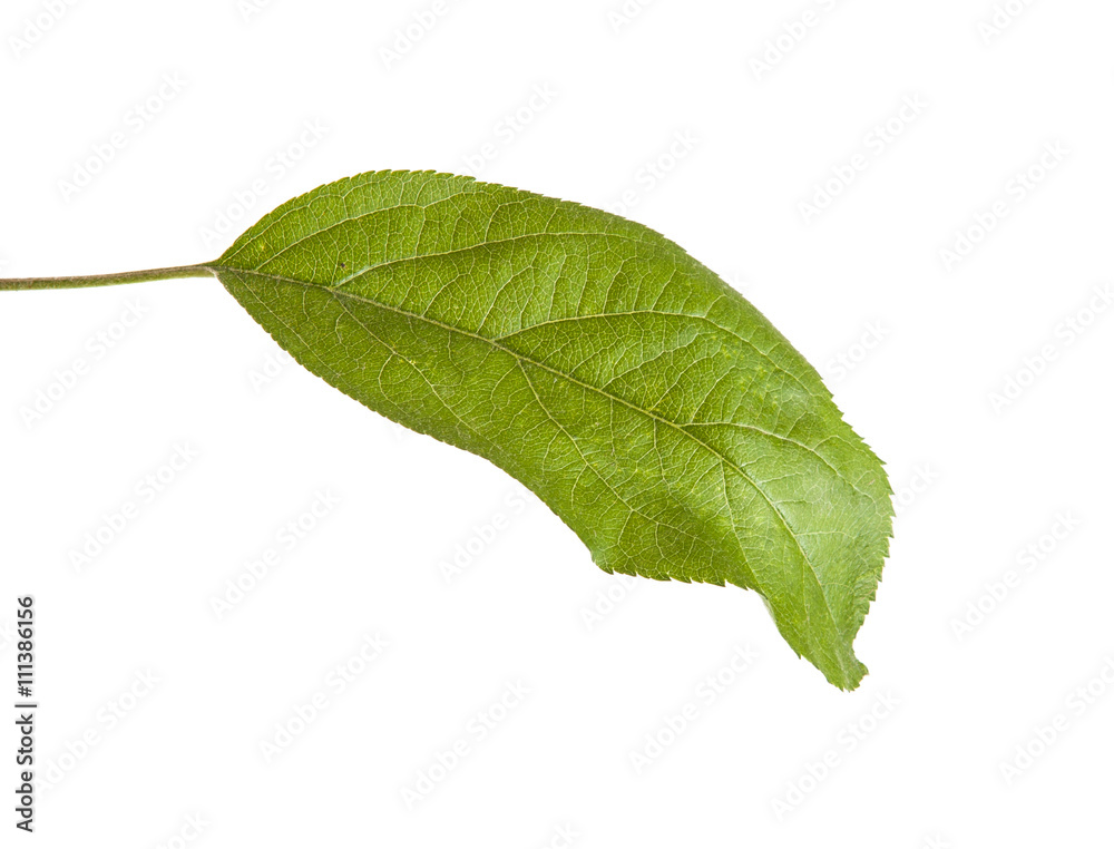 Obraz premium one apple leaf isolated on white background