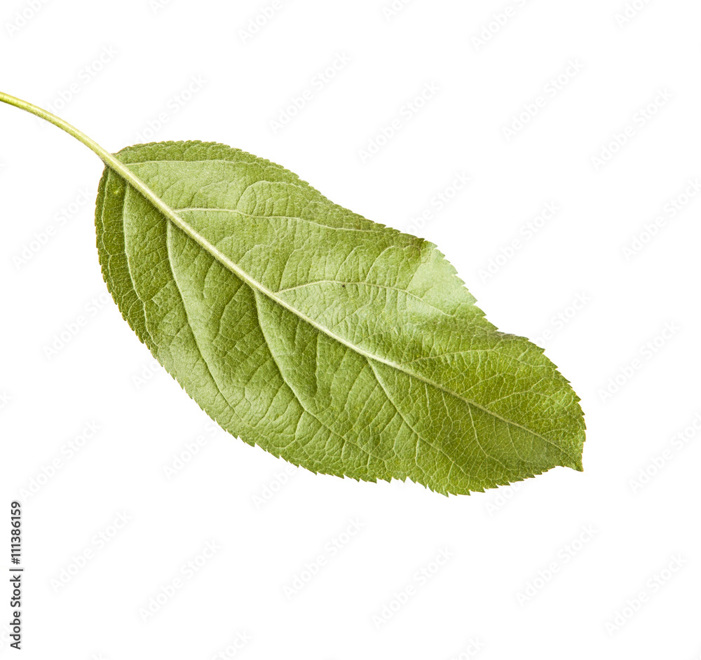 one apple leaf isolated on white background one apple leaf isolated on white background