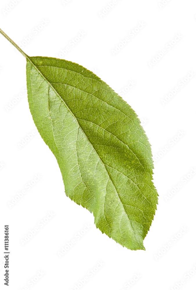 Fototapeta premium one apple leaf isolated on white background