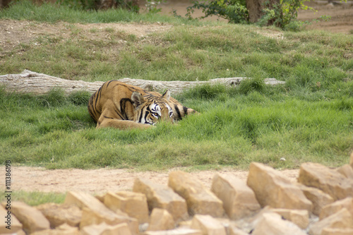 Fototapeta Naklejka Na Ścianę i Meble -  Tiger