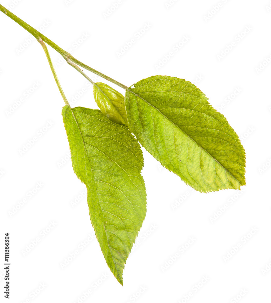 Fototapeta premium one apple leaf isolated on white background