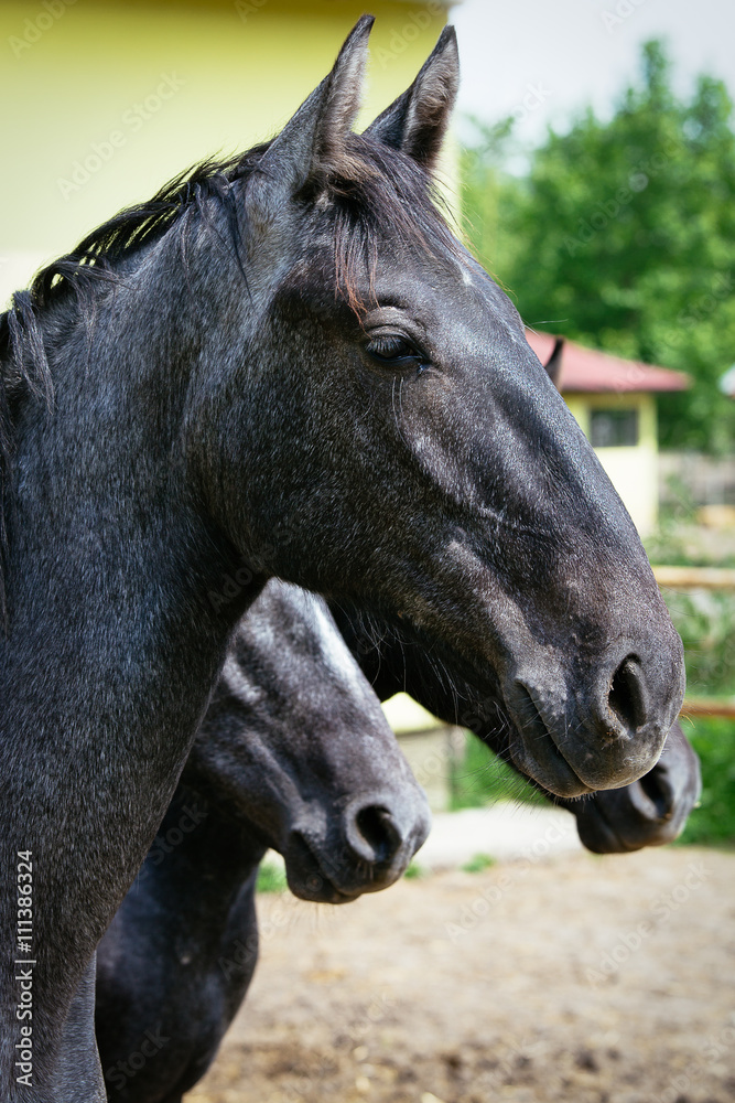 Fototapeta premium Horses on the farm