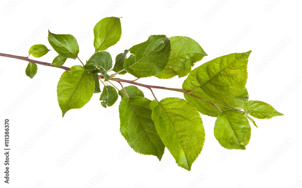 apple-tree branch with green leaves. Isolated on white backgroun apple-tree branch with green leaves. Isolated on white backgroun