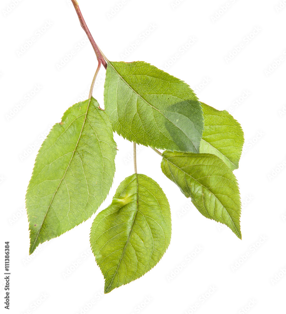 Fototapeta premium apple-tree branch with green leaves. Isolated on white backgroun