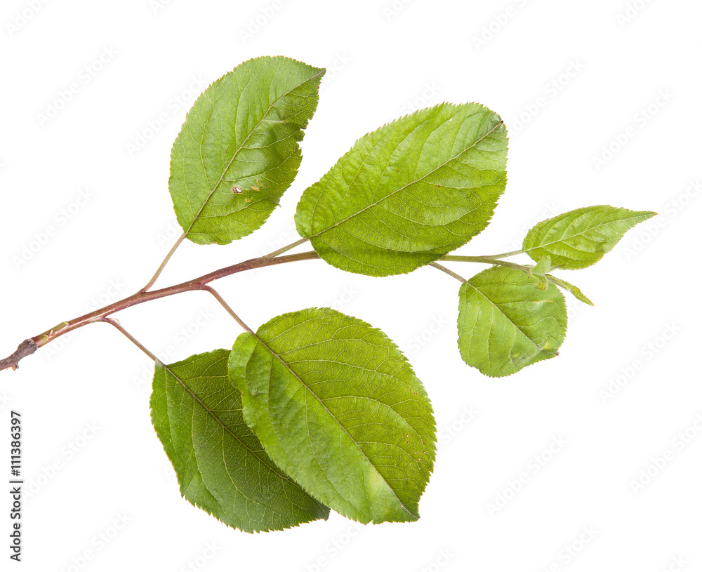 Fototapeta premium apple-tree branch with green leaves. Isolated on white backgroun
