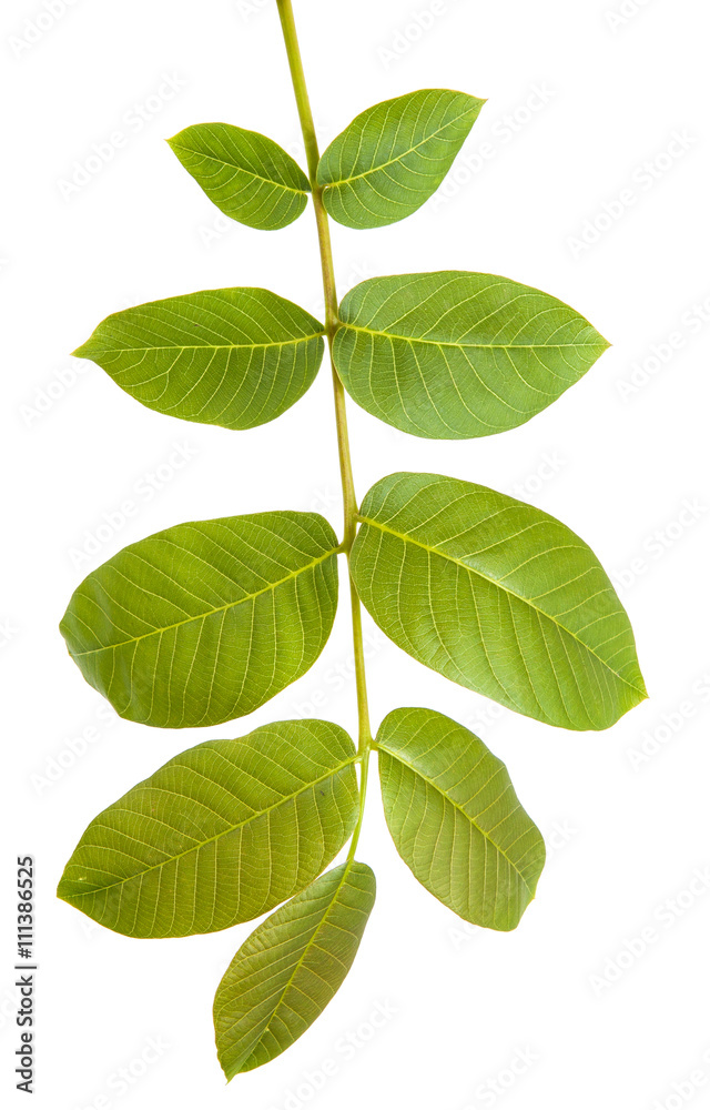 walnut leaves on a branch. isolated on white background walnut leaves on a branch. isolated on white background