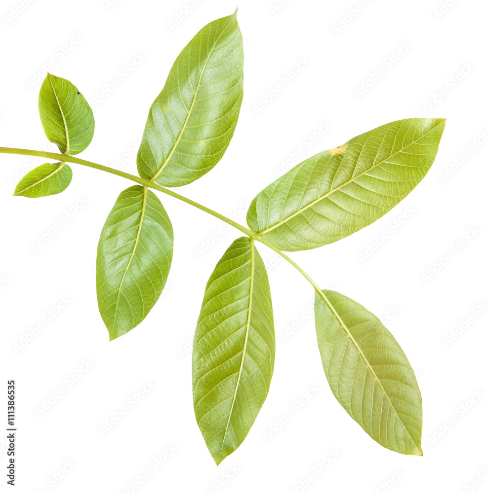Obraz premium walnut leaves on a branch. isolated on white background