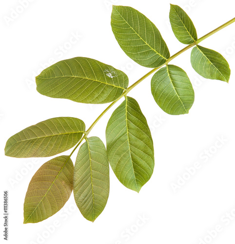 walnut leaves on a branch. isolated on white background