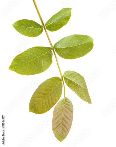 walnut leaves on a branch. isolated on white background