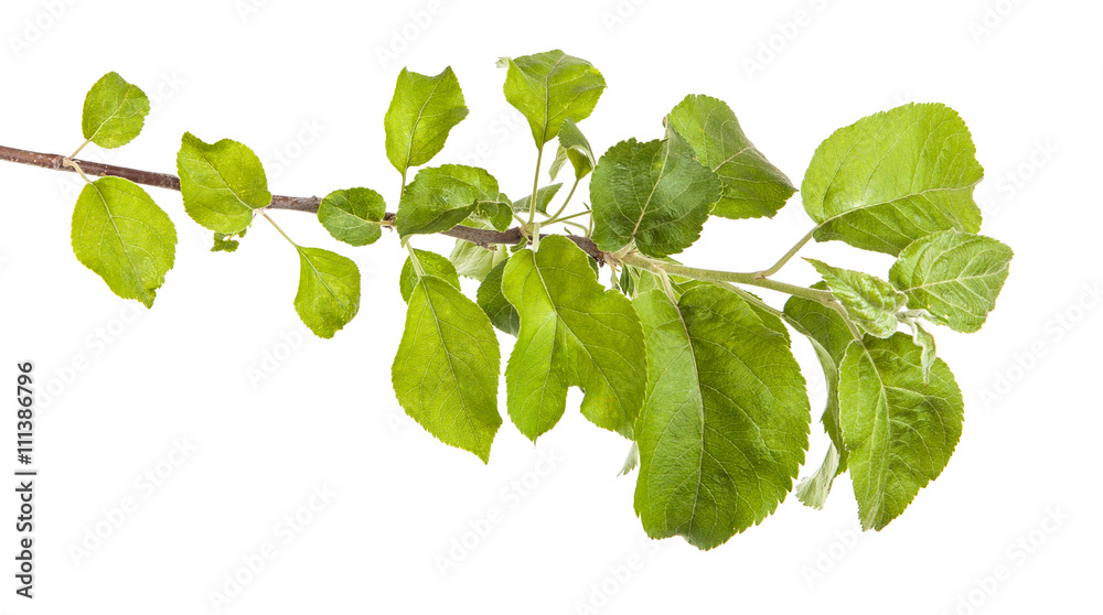 apple-tree branch with green leaves. Isolated on white backgroun apple-tree branch with green leaves. Isolated on white backgroun