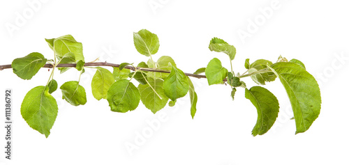 apple-tree branch with green leaves. Isolated on white backgroun