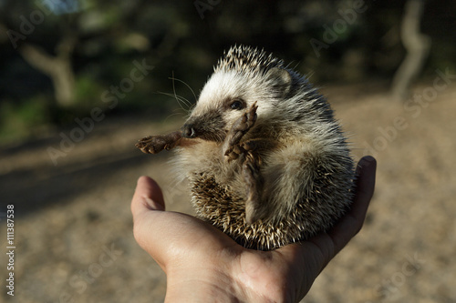 Hands holding a hedgehog photo