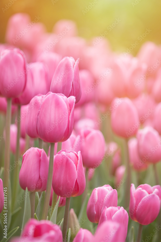 Obraz premium Tulips