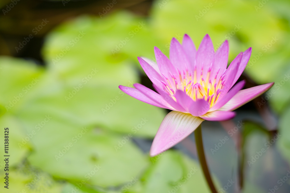 Water lily Water lily