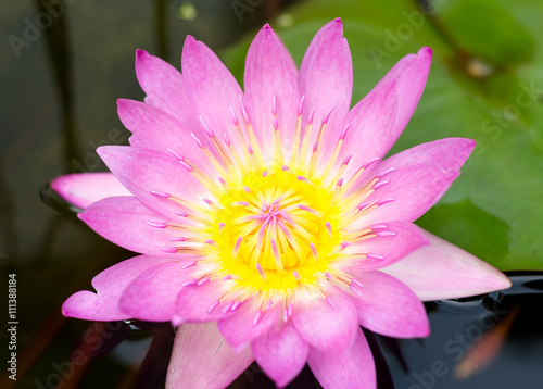 Lotus Blossom with Lily Pad