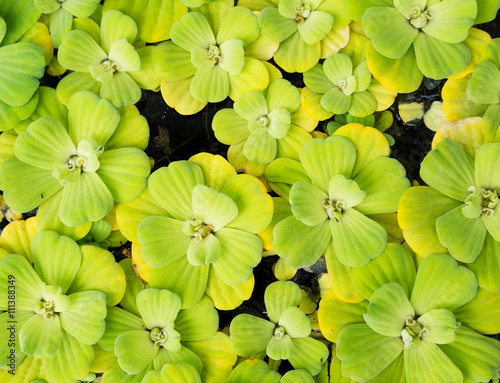 Green duckweeds water plant © leungchopan