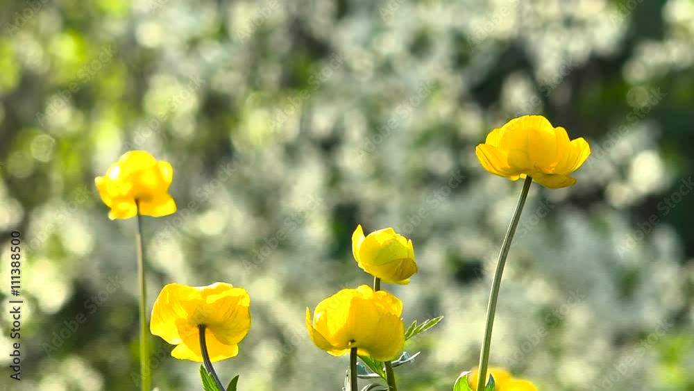 Yellow Flowers on a Background of European Globe Cherry Blossoms Yellow Flowers on a Background of European Globe Cherry Blossoms